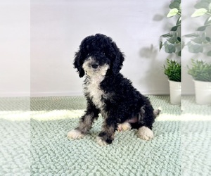 Bernedoodle (Miniature) Puppy for sale in GREENFIELD, IN, USA