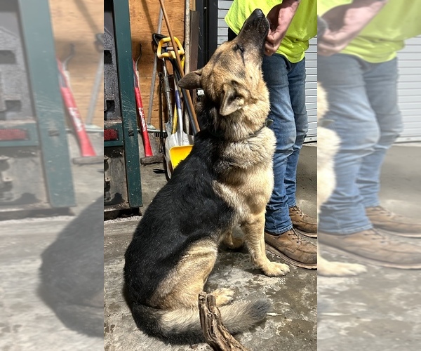 Medium Photo #1 German Shepherd Dog Puppy For Sale in PULASKI, PA, USA