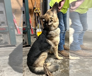 Father of the German Shepherd Dog puppies born on 03/15/2025