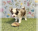Financing - Female Chihuahua Puppy for Sale - Photo #3