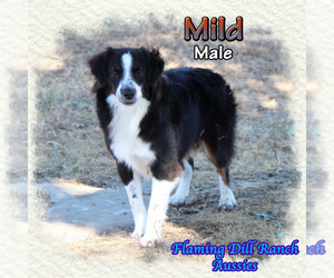 Miniature Australian Shepherd Puppy for sale in FORESTBURG, TX, USA