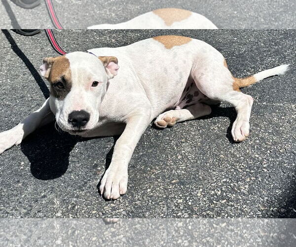 Medium Photo #1 Boxer-Unknown Mix Puppy For Sale in Sterling, MA, USA
