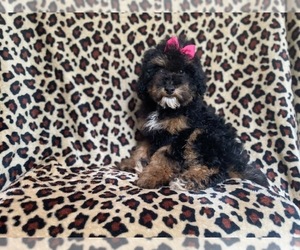 Poodle (Miniature) Puppy for sale in LAKELAND, FL, USA