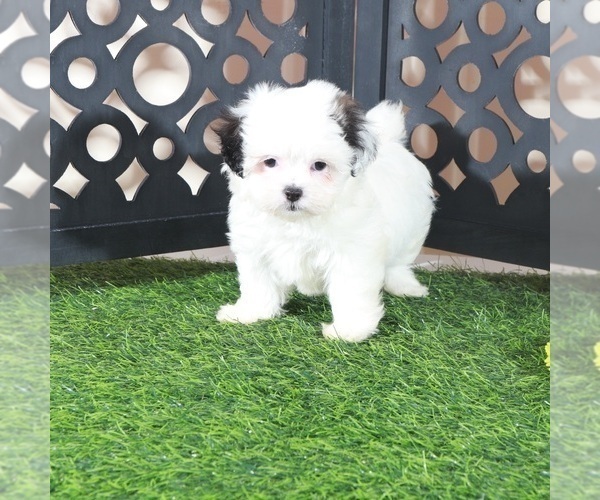 Medium Photo #3 Zuchon Puppy For Sale in MOUNT VERNON, OH, USA