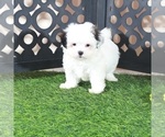 Small #2 Zuchon