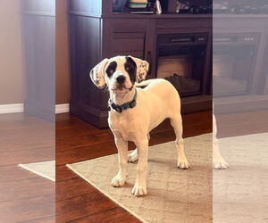 Mutt Dogs for adoption in Germantown, OH, USA