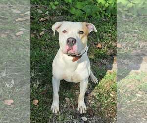 Mutt Dogs for adoption in Clarkesville, GA, USA