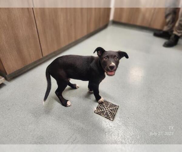 Medium Photo #1 American Pit Bull Terrier-Labrador Retriever Mix Puppy For Sale in Baytown, TX, USA