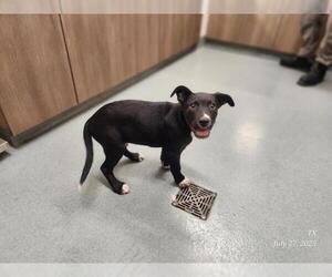 American Pit Bull Terrier-Labrador Retriever Mix Dogs for adoption in Baytown, TX, USA
