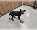 Small American Pit Bull Terrier-Labrador Retriever Mix