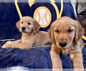 Golden Retriever Puppy for sale in MILWAUKEE, WI, USA