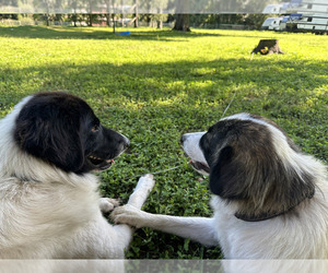 Father of the Karakachan puppies born on 03/22/2025