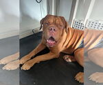 Small #4 Dogue de Bordeaux