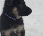 Puppy Blue German Shepherd Dog