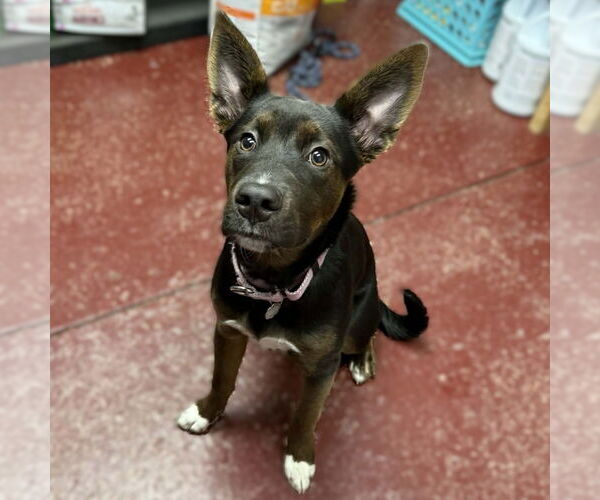 Medium Photo #5 Mutt Puppy For Sale in Fargo, ND, USA