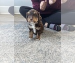 Puppy Charlie Brown Aussie-Poo