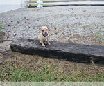 Small #6 Mutt