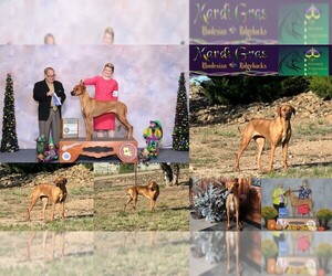 Mother of the Rhodesian Ridgeback puppies born on 05/17/2025