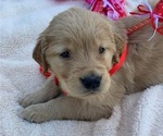 Small Photo #12 Golden Retriever Puppy For Sale in LOVELADY, TX, USA