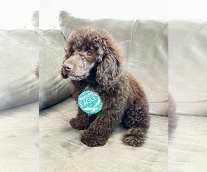 Poodle (Toy) Puppy for sale in GILBERTSVILLE, PA, USA