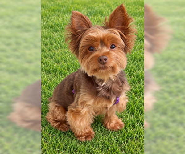 Medium Photo #1 Mutt Puppy For Sale in Allentown,, PA, USA