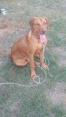 Rhodesian Ridgeback Puppy for sale in CARROLLTON, TX, USA