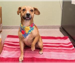 Puggle Dogs for adoption in Orange, CA, USA