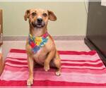 Small Puggle