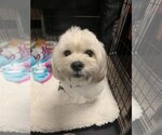 Small Photo #2 Maltipoo Puppy For Sale in Sanford, FL, USA
