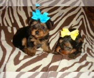 Yorkshire Terrier Puppy for sale in OCALA, FL, USA