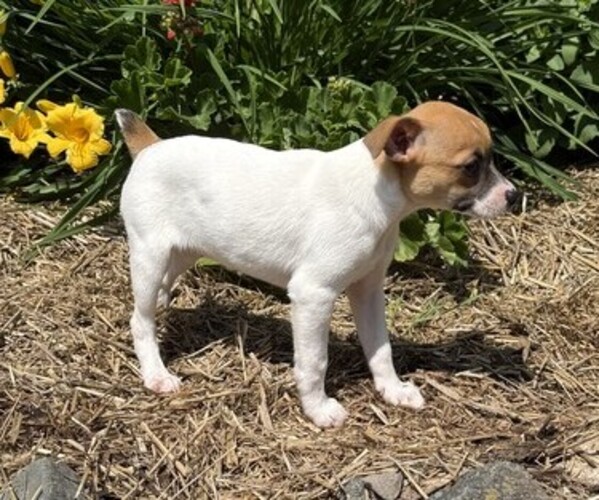 Medium Photo #4 Jack Russell Terrier Puppy For Sale in THORP, WI, USA