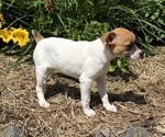 Small #3 Jack Russell Terrier