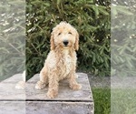 Small #3 Goldendoodle (Miniature)