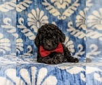 Small Photo #7 Poodle (Toy) Puppy For Sale in QUARRYVILLE, PA, USA
