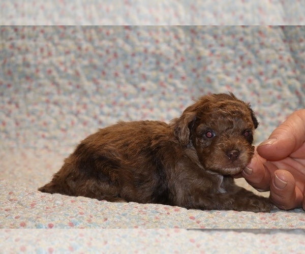 Medium Photo #6 Poodle (Toy) Puppy For Sale in DYERSBURG, TN, USA