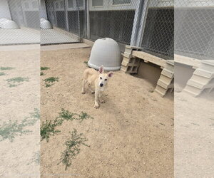 German Shepherd Dog-Unknown Mix Dogs for adoption in Maquoketa, IA, USA