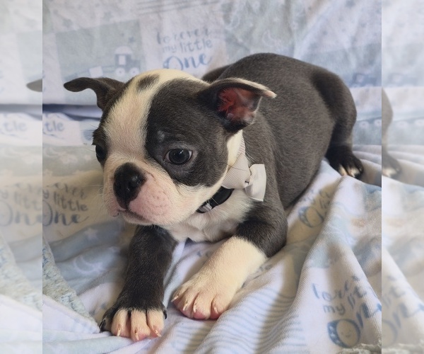 Medium Photo #3 Boston Terrier Puppy For Sale in MINERAL WELLS, WV, USA