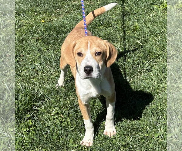 Medium Photo #1 Beagle-Unknown Mix Puppy For Sale in Batavia, OH, USA