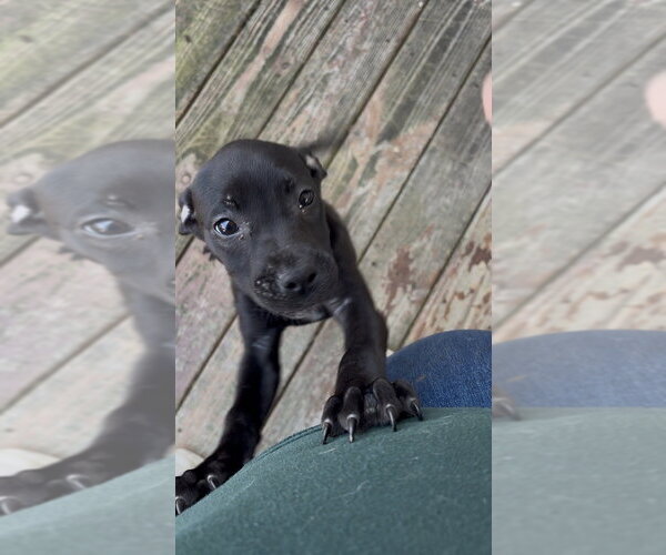 Medium Photo #3 Mutt Puppy For Sale in Evansville, IN, USA