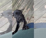 Small #2 Mutt