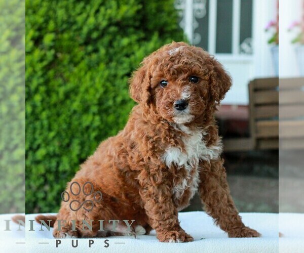 Medium Photo #4 Goldendoodle (Miniature) Puppy For Sale in LITITZ, PA, USA