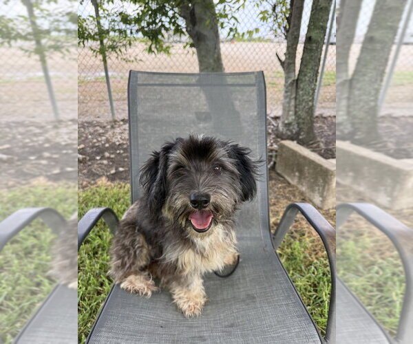 Medium Photo #3 Shih Tzu-Unknown Mix Puppy For Sale in San Leon, TX, USA