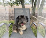 Small #2 Shih Tzu Mix