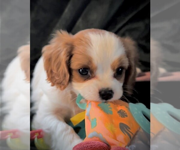 Medium Photo #4 Cavalier King Charles Spaniel Puppy For Sale in CARLSBAD, CA, USA