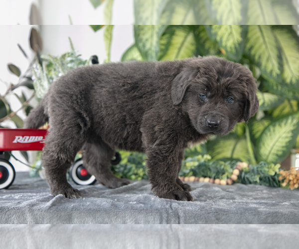 Medium Photo #3 Newfoundland Puppy For Sale in SUGARCREEK, OH, USA