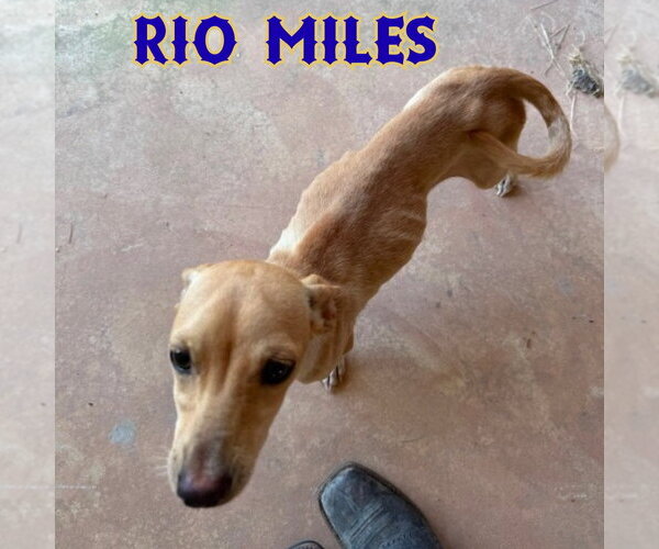 Medium Photo #9 Dachshund-Unknown Mix Puppy For Sale in San Antonio, TX, USA