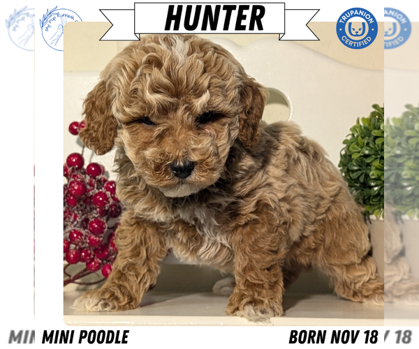 Medium Photo #43 Poodle (Miniature) Puppy For Sale in GOSHEN, IN, USA