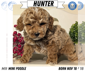 Medium Poodle (Miniature)