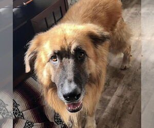 Medium Great Pyrenees Mix