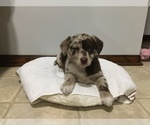 Small Photo #5 Sheprador Puppy For Sale in MILLERSBURG, OH, USA